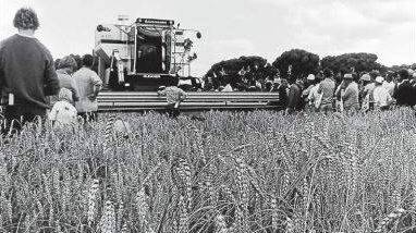 1979: A header demonstration keeps the crowd on their toes at the 13th annual Wimmera Mahcinery Field Days at Longerenong .