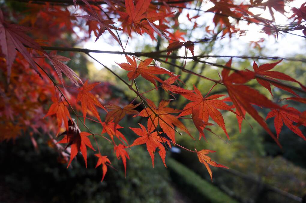 BURST OF COLOUR: Red momiji in the Grampians during autumn. 