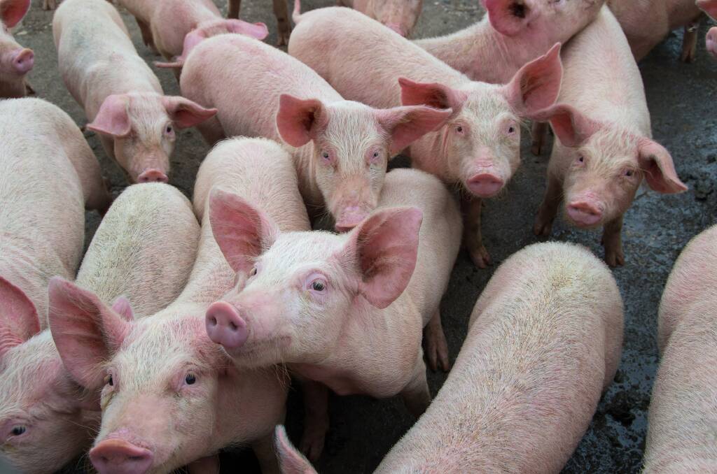Preventing African Swine Fever: The most important action you can take if coming into contact with pigs is not to feed them swill.