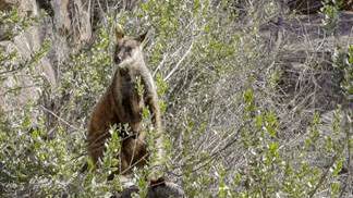 HOPES FOR A STABLE FUTURE: A released male brush-tailed rock wallaby in the Grampians. Picture: CONTRIBUTED