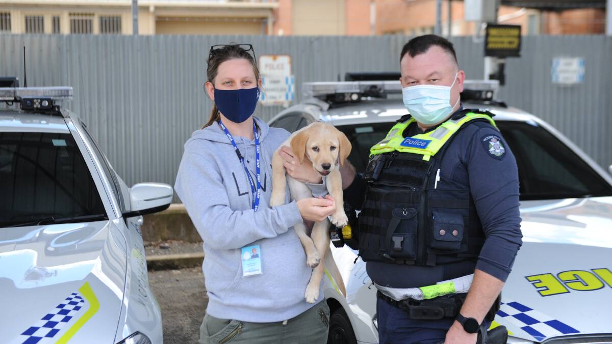MORALE BOOSTER WITH A TASTE FOR SCHMACKOS: Indie, 11 weeks, with owner First Constable Jade Spence and Senior Constable Andrew Gardiner. Picture: ALEXANDER DARLING