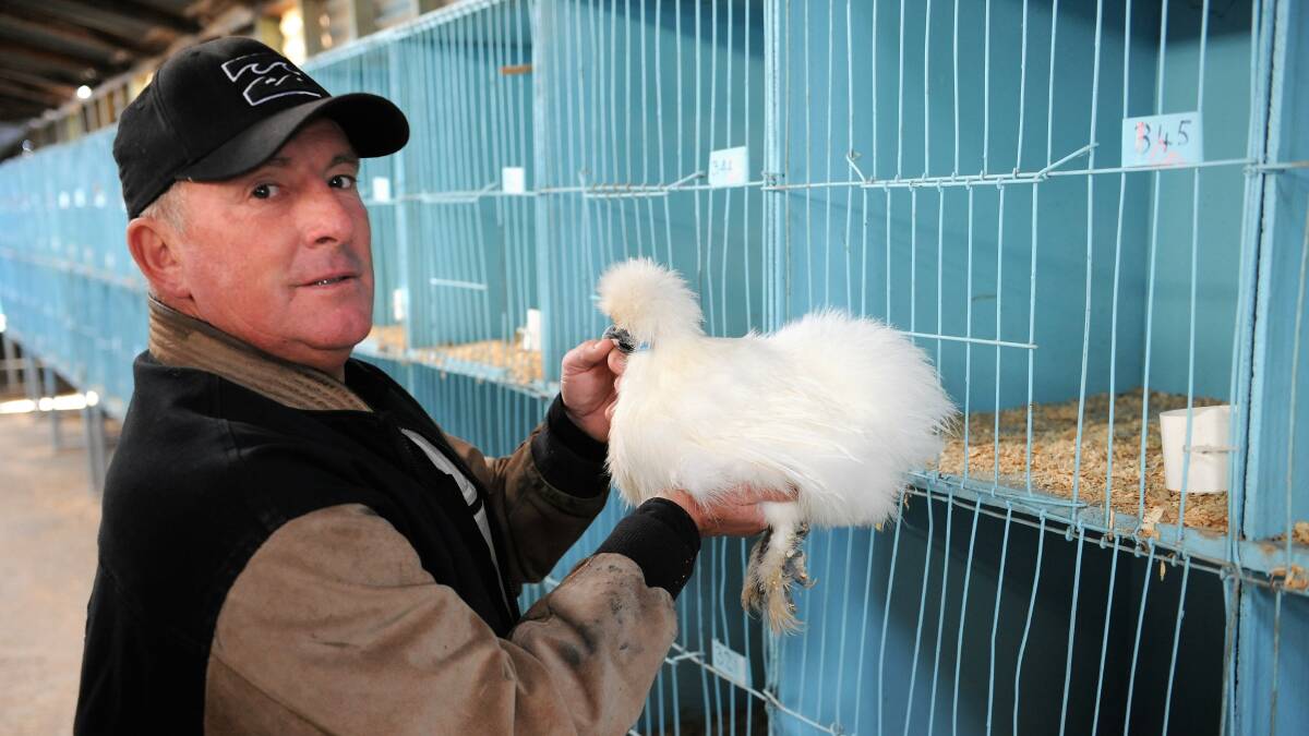 CHOOK LOVER: Wimmera Poultry Club show secretary Brendan Lloyd with a Silkie breed of chicken. Picture: ALEXANDER DARLING 