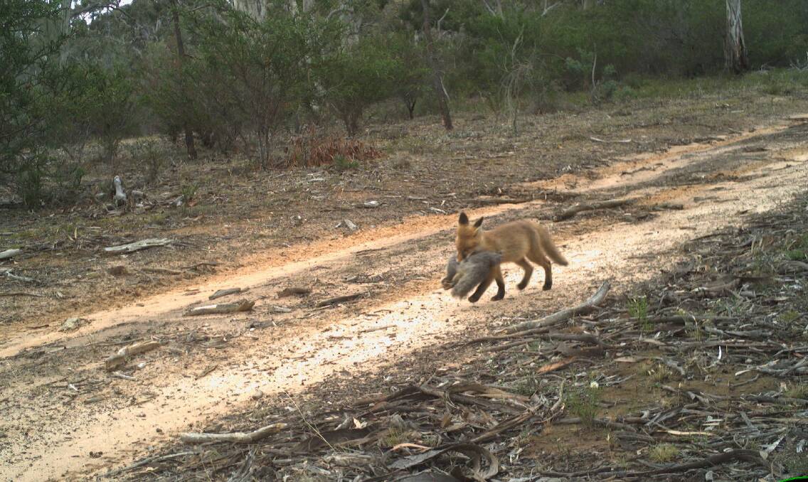PEST SPECIES: A fox with a brushtail possum in its mouth at Arapiles-Tooan State Park. Photo taken during a recent fox and cat survey by the CMA and Parks Victoria. Picture: CONTRIBUTED