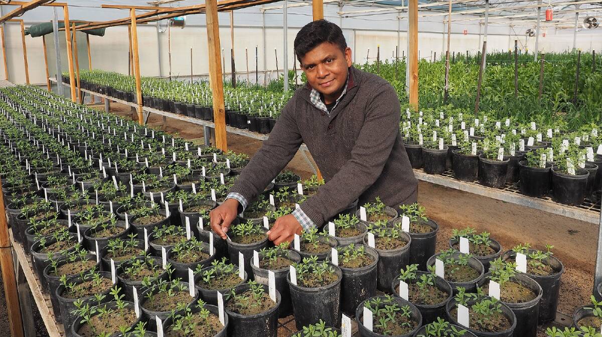 LENTIL INTELLIGENCE: Dr Arun Shunmugam has this week released a new variety of lentil, the result of 12 years of Horsham-based research by him and others. Picture: CONTRIBUTED