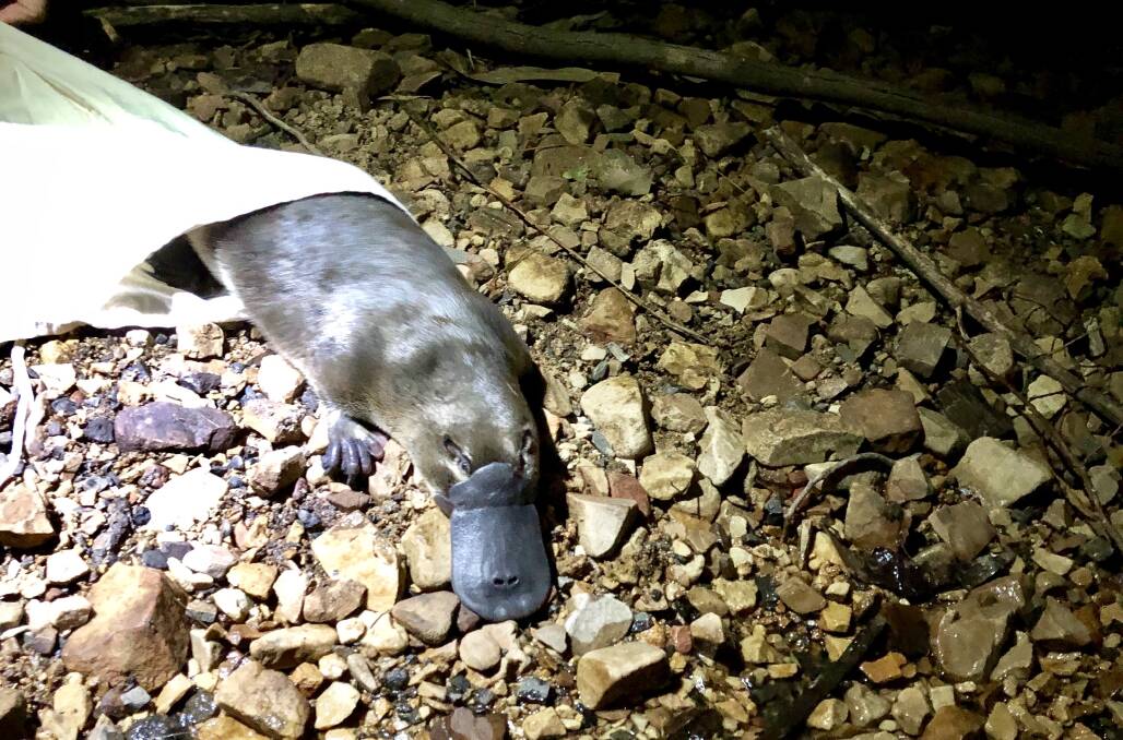 RIVER RESIDENT: Rupert, a two-year-old platypus found on the MacKenzie River on the last night of the spring survey. He was named in memory of the father of one of the survey volunteers. Picture: CONTRIBUTED