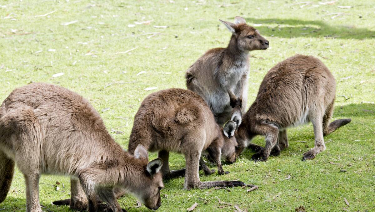 A growing concern: the growing kangaroo population in the Wimmera in concerning landowners. Picture: SHUTTERSTOCK
