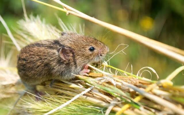 PESTS: Mouse experts will be holding talks in the region on the growing problem of mice.