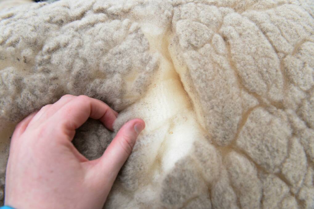 Global crash: Wool prices have taken a massive hit in 2020 as COVID-19 limits overseas demand.