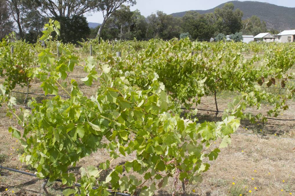 Cellar door closed: Pomonal Estate is one of many local wineries forced to close its doors due to the coronavirus. Picture: Supplied