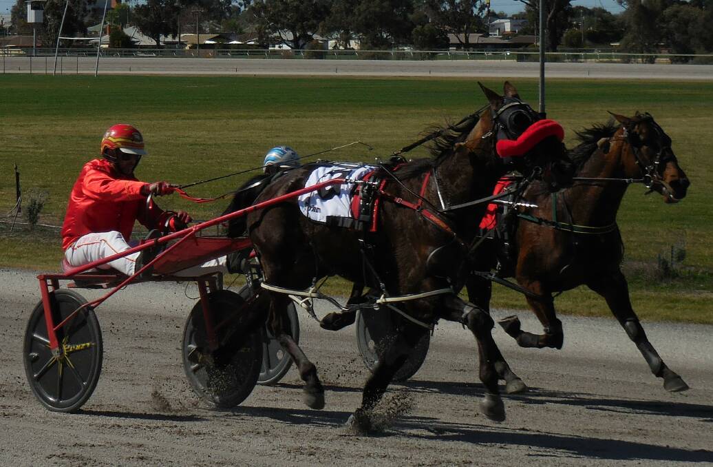 Hot to trot: Terang trainer-driver Matty Craven reins one out to the finish line. The Craven stable has two runners at Stawell in the opening event, $7000 Sign Online 2YO Maiden Pace. Picture: TONY LOGAN