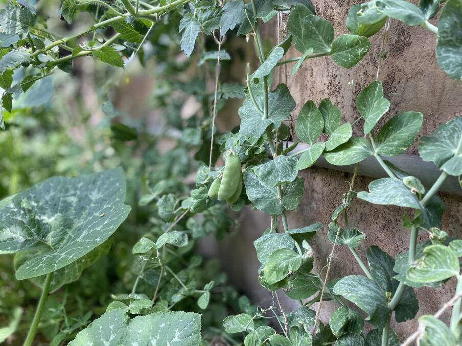 GREEN: Snow peas were a popular addition to the garden. Picture BEN FRASER