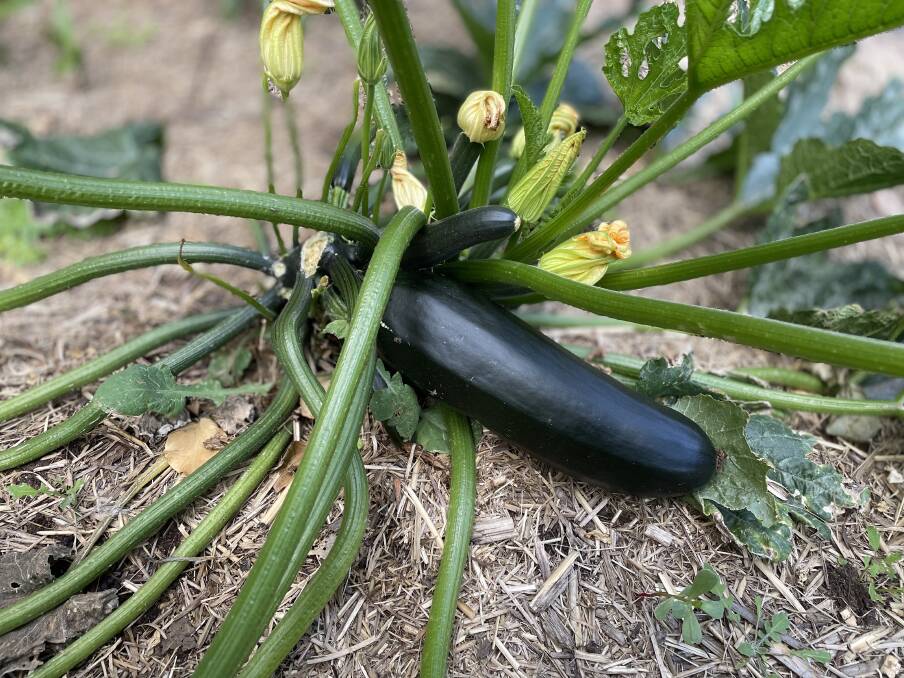 PROUD: My first zucchini.