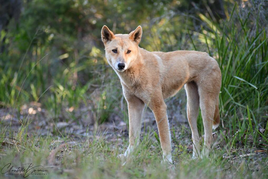 National Farmers' Federation president David Jochinke believes State Government policy on dingo control and other pests is both "nonsensical" and "unproductive". Picture supplied