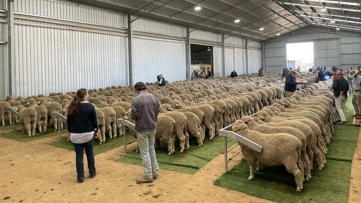 Victoria and Tasmania's best Merino studs for 2023 have been revealed. Picture by Rebecca Nadge