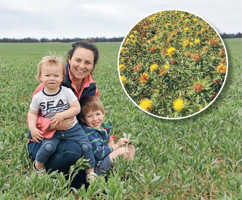 NEW CROP: De-Anne Ferrier, Wirrabilla, Jill Jill, with sons Charlie, 3, and Darcy, 1, in a 100-hectare paddock of super high oleic safflower.
