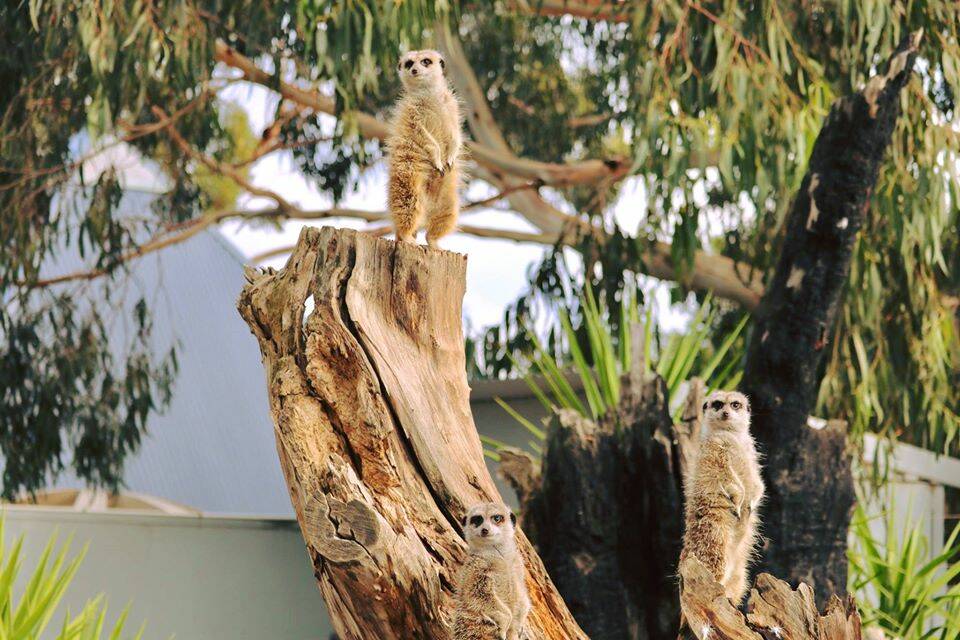 The meerkats at the Halls Gap Zoo are among the encounters visitors can book in to. Picture: HALLS GAP ZOO