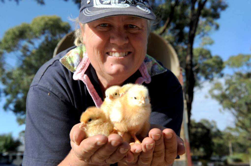 OUT AND ABOUT: The Chook Lady in Edenhope's Deb Burns shows off her free range chics at the Haven Market last year. 