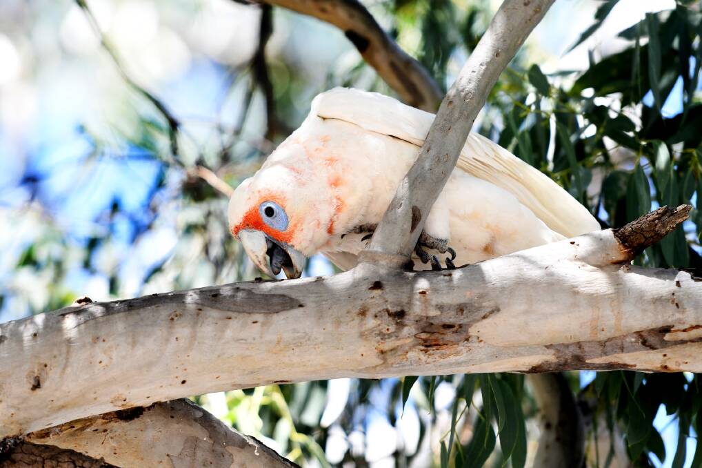 Wimmera councils plan to stay ahead of corella problem