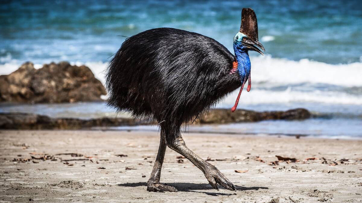 The crest of the cassowary has been a puzzle for scientists. Picture: ALAMY