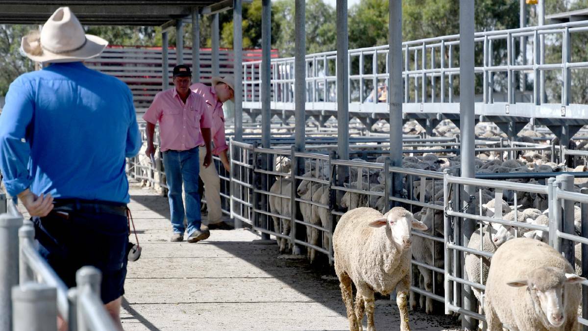 Master plan builds on Horsham’s livestock exchange’s reputation