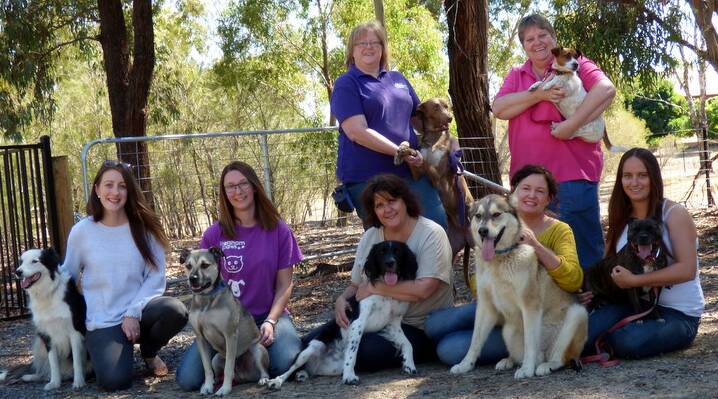 Horsham PAWS volunteers help dogs find their forever home. Picture: CONTRIBUTED