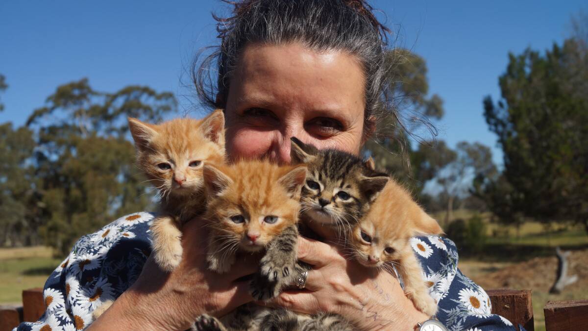 ABANDONED: Horsham PAWS president Penny Stemp with the four surviving kittens that were left abandoned by their owner. The kittens were a litter of five, but their brother died. Picture: CONTRIBUTED