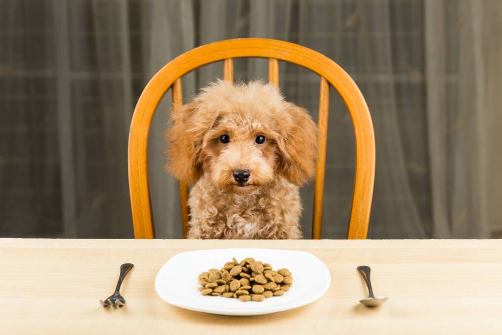 Yum: Few people know that insects form part of the natural diet of more common pets, with many canine and feline species of mammal eating bugs in the wild to fulfil their nutritional requirements.