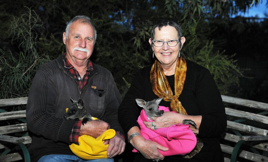 ABSOLUTE LOVE: Joe and Rae Talbot with swamp wallaby, Digger, and eastern grey kangaroo, Billie, at their wildlife shelter - which is also their home - in Minyip. Picture: ELIJAH MACCHIA  