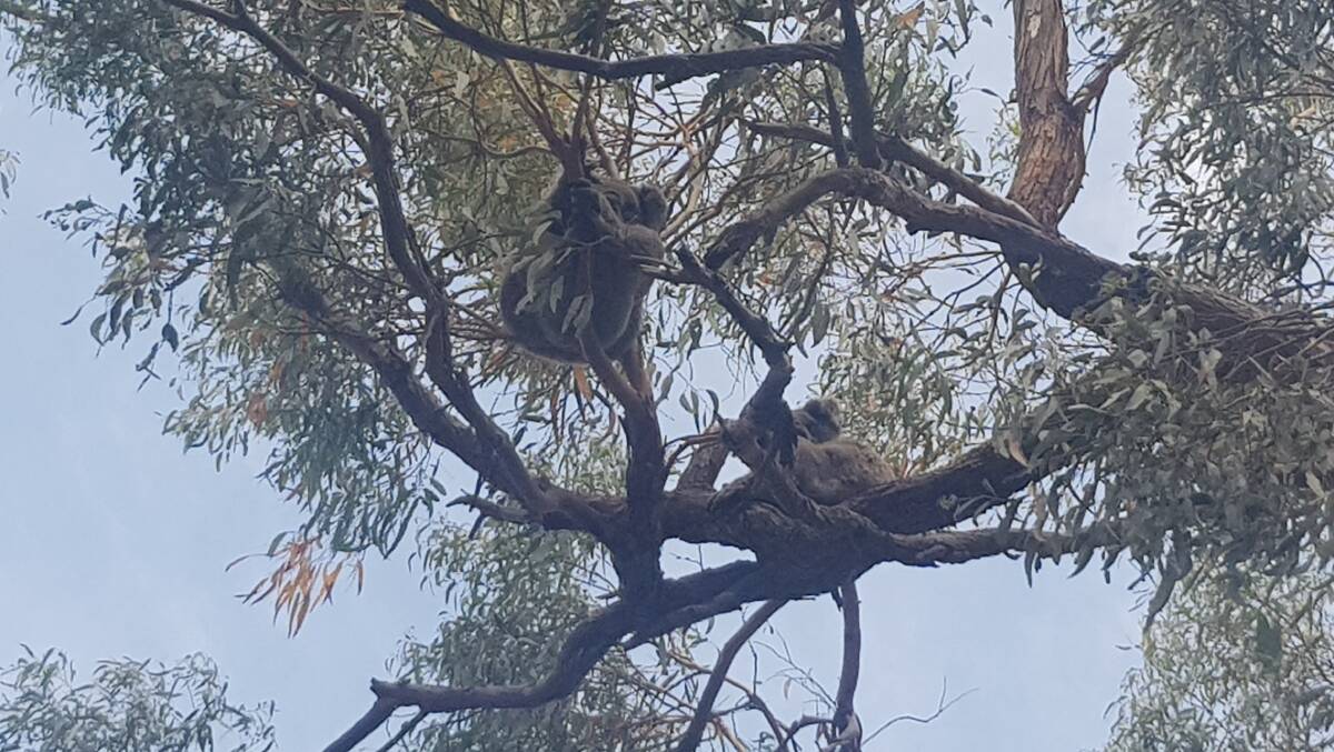 CHILLING OUT: A member of Project Platypus Upper Wimmera Landcare spotted two koalas east of the Grampians. Picture: CONTRIBUTED