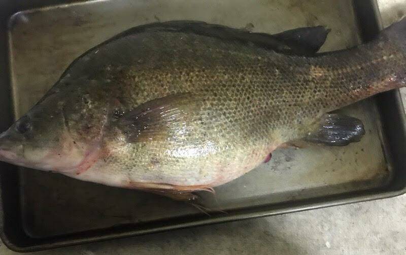A yellowbelly fish caught from the Wimmera River at Dimboola following concerns about the quality of the water. Picture: SUPPLIED