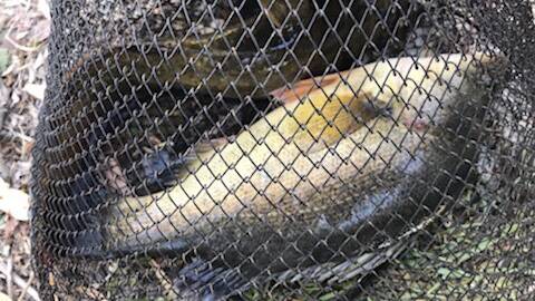 The appearance of "normal" yellowbelly caught in the Wimmera River at Dimboola. Picture: SUPPLIED