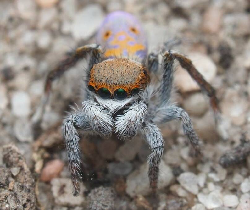 PRETTY STRIKING: This peacock spider has previously only been collected from south-west Western Australia. Picture: CONTRIBUTED 