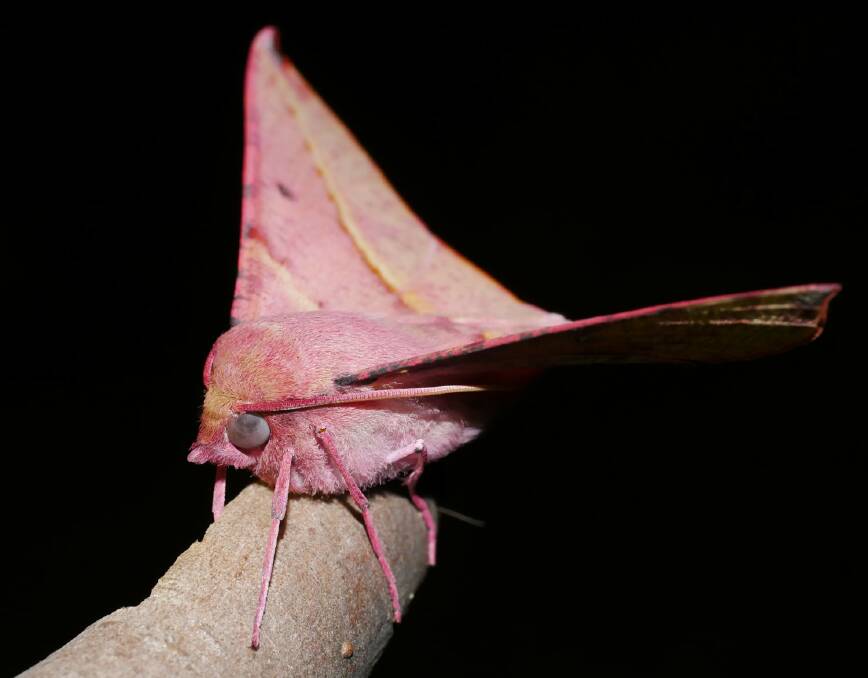 PRETTY IN PINK: A Pink-bellied Moth was one of many beautiful moths found on the Bush Blitz in Little Desert National Park. Picture: CONTRIBUTED