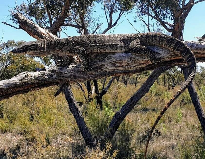 RARE SIGHTING: Rosenberg's Goanna occurs in open woodlands and heaths and lays its eggs in termite mounds. Picture: CONTRIBUTED 