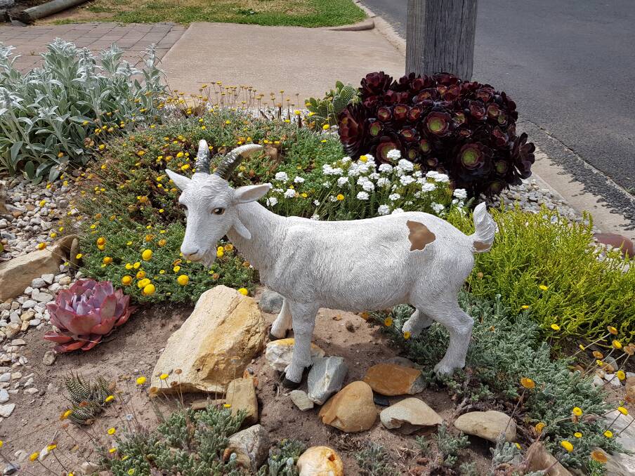 Billy the goat sits on his mound of succulents in Olympic Street once again. 