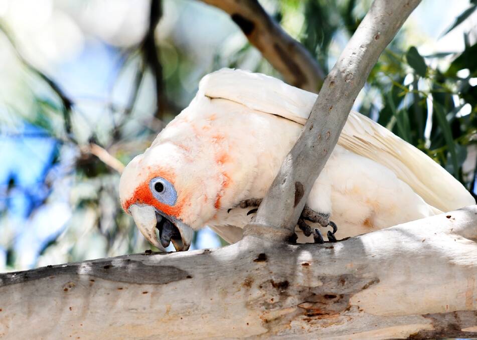 Horsham city residents to have say on corella management plan