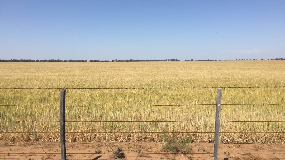 BLUE SKIES: Farmers are hoping for more rainfall to shoot their crops. Picture: FILE