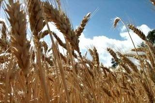 Argentina is the dominant wheat producer in South America, but Brazil is on-track to produce a record crop this year on the back of favorable weather and above-average crop development.