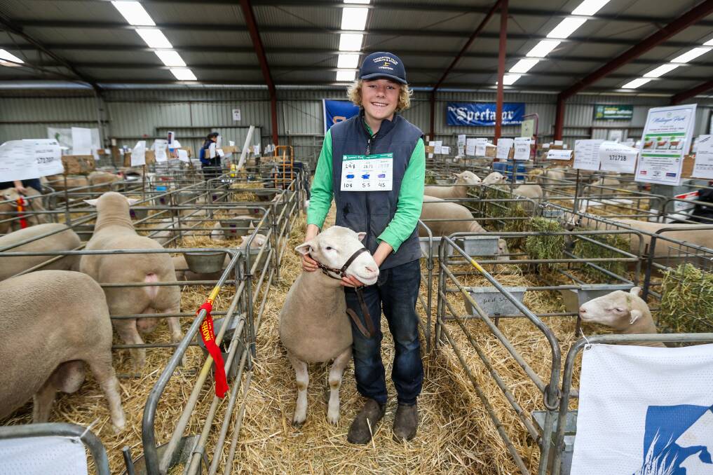 IN CONTROL: Will Shepherd, 14, of South Australia prepares one of his sheep for show. Picture: Morgan Hancock.
