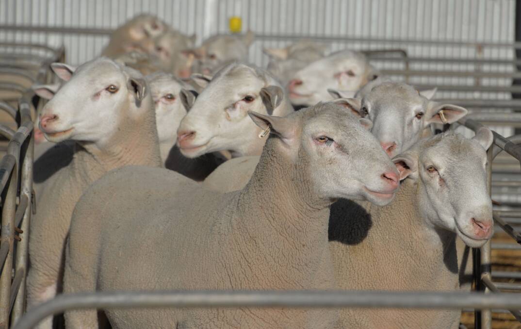 High-quality genetics: A small sample of the outstanding rams on offer this year at the Detpa Grove sale in October, demonstrating exceptional quality, performance and breed type.