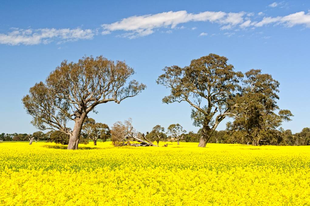 Spring is also time the canola blooms across paddocks. 