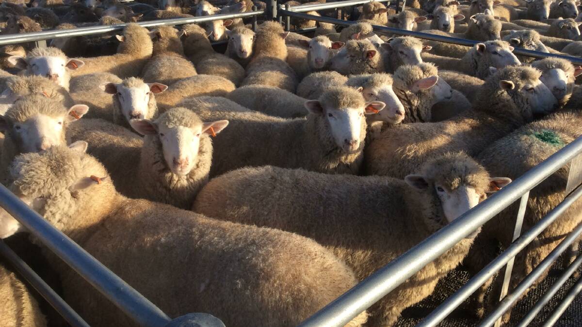 Record $262 for lambs at Horsham