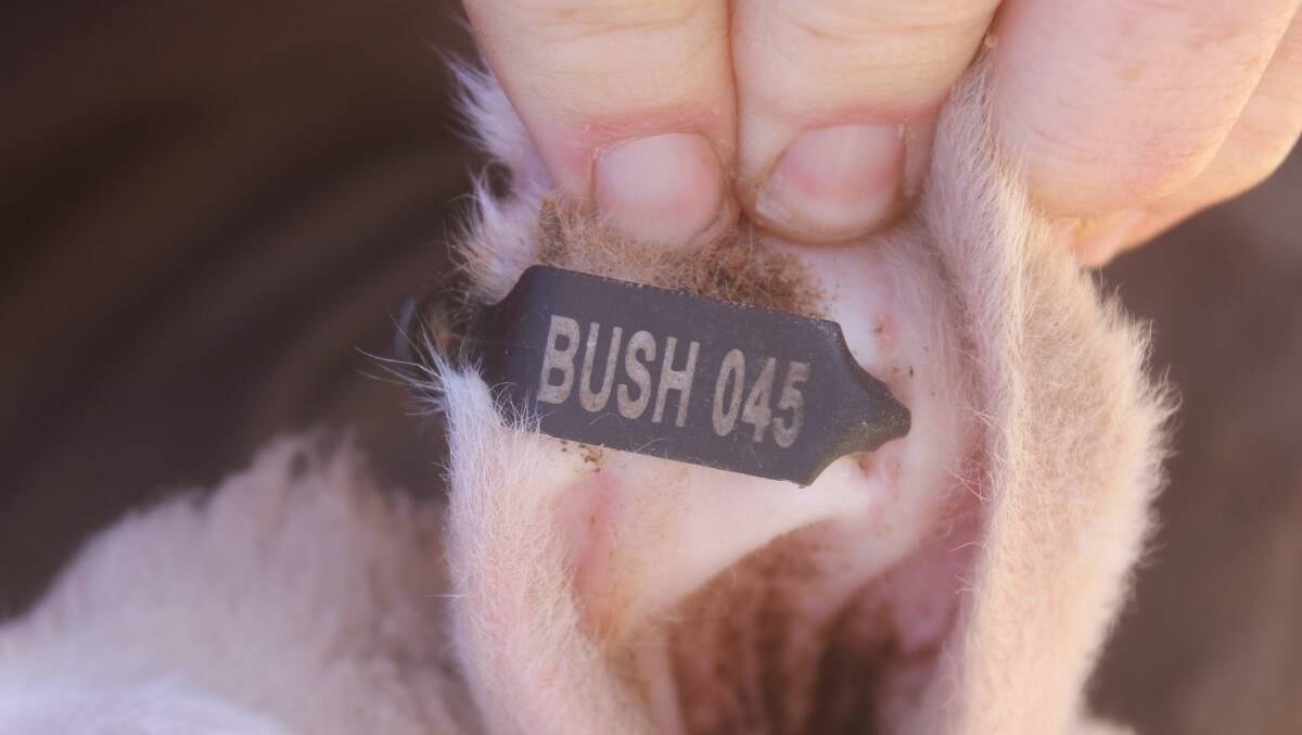 An incorrect tag was identified at Wycheproof recently, which did not carry the correct leading digit.