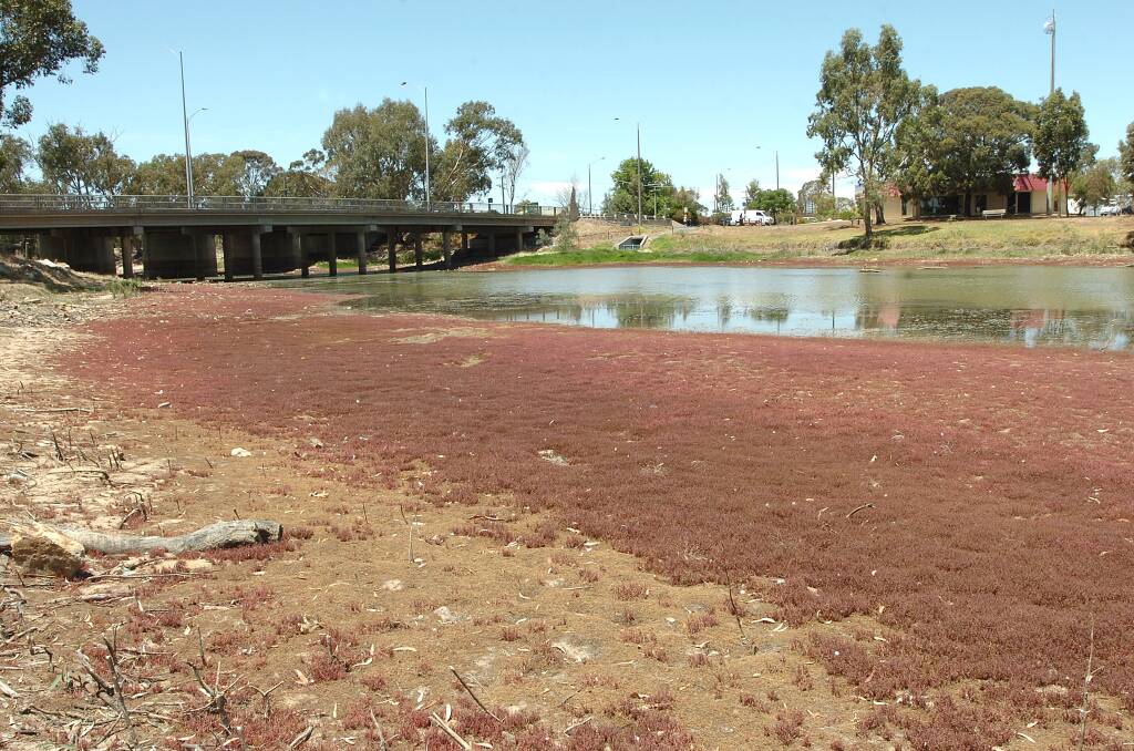 WEED: River weeds grow healthily near the Wimmera Bridge at Stawell Road in Horsham. 