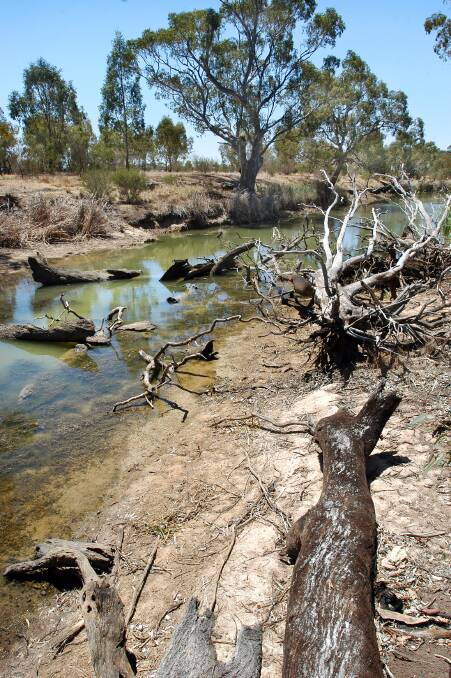 DRYING: Dead trees are exposed on the Wimmera River bank at Riverside. 