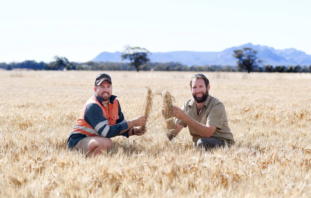 LOOKING GOOD: Bungalally farmers Dan Mibus and Cameron Mibus in their barley crop. Cam said the yield was down this year, however quality was looking good. Picture: SAMANTHA CAMARRI