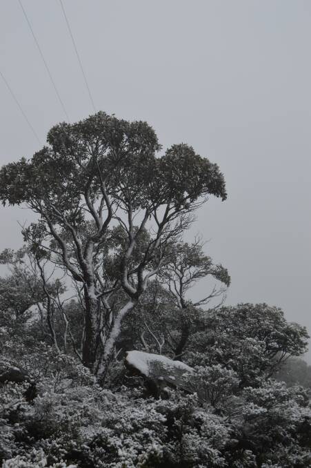 Snow at Mt William in 2015.