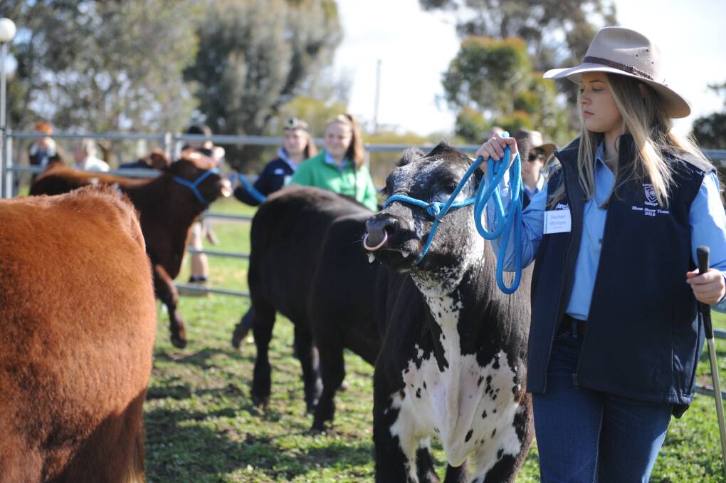 Longerenong College student Rachael McIntyre helped out during a show steer demonstration at the college's annual open day in August. Picture: DAINA OLIVER