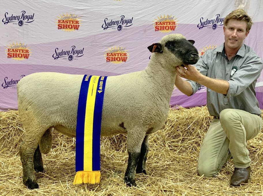 CHAMPION: Aurora Park's Matthew Hill, of St Helens Plains, took a team of eight sheep to the Sydney Royal Easter Show, winning grand champion ram and ewe in the Hampshire Down breed section. Picture: CONTRIBUTED