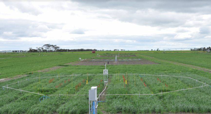 The AGFACE field experiment site at Agriculture Victoria's Plant Breeding Centre near Horsham. Picture: CONTRIBUTED 